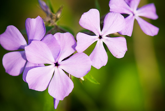 Violet Petals