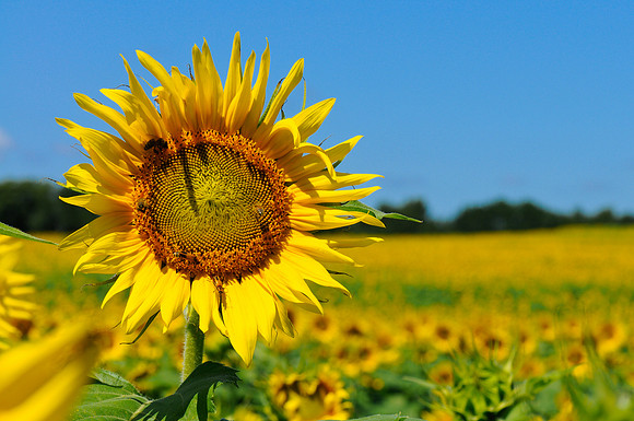 Sunflower Field