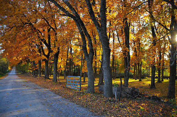 Maple Lane