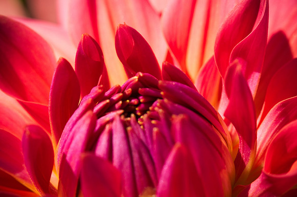 Dahlia 3