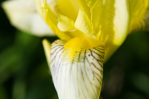 Yellow Iris