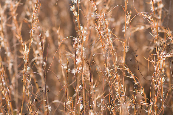Fall Grassland