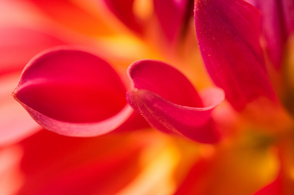 Dahlia 4