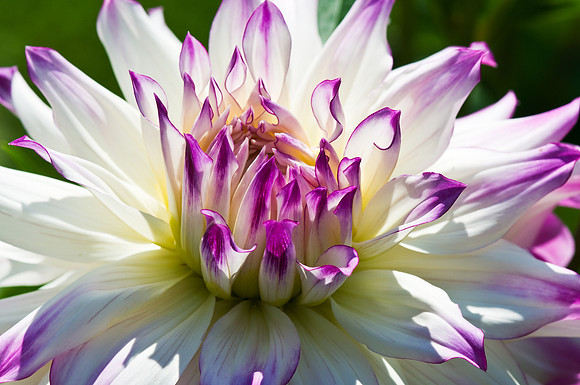 Dahlia 1