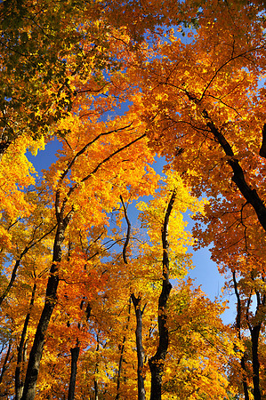 Fall Colors
