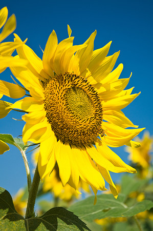 Kansas Sunflower