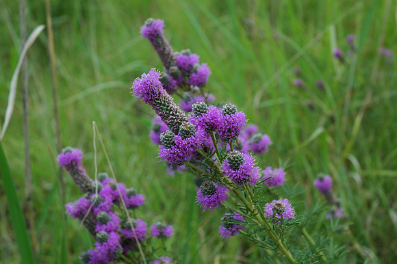 Prairie Clover