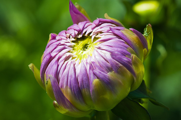 Dahlia 2