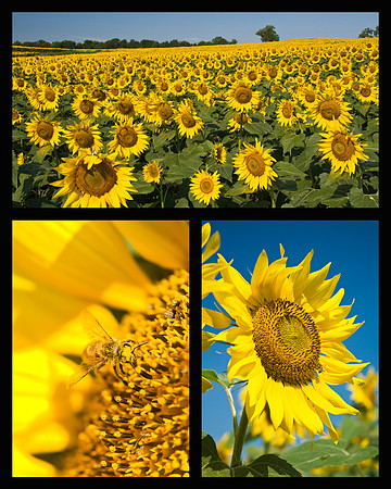Sunflower Collage