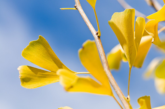 Ginko in Yellow