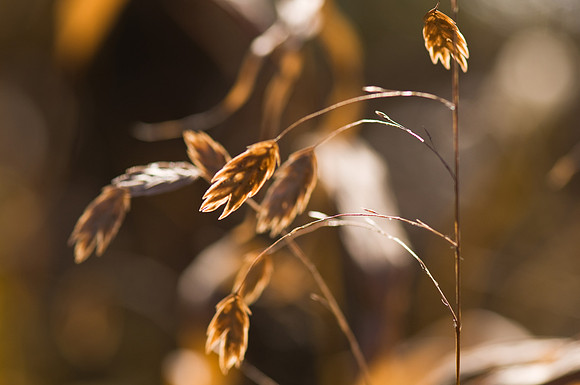 Oatgrass