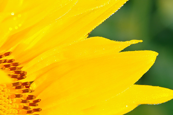 Morning Sunshine