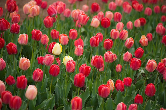 Tulips